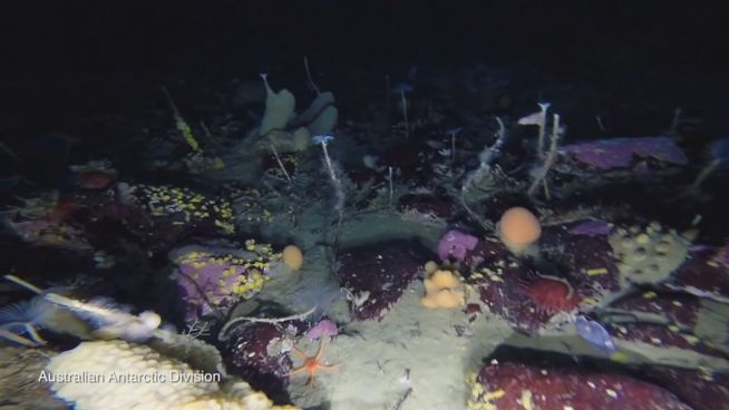 Antarktis: Bizarr schöne Unterwasserwelt entdeckt