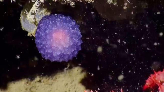 Alien im Meer? Biologen entdecken lila 'Discokugel'