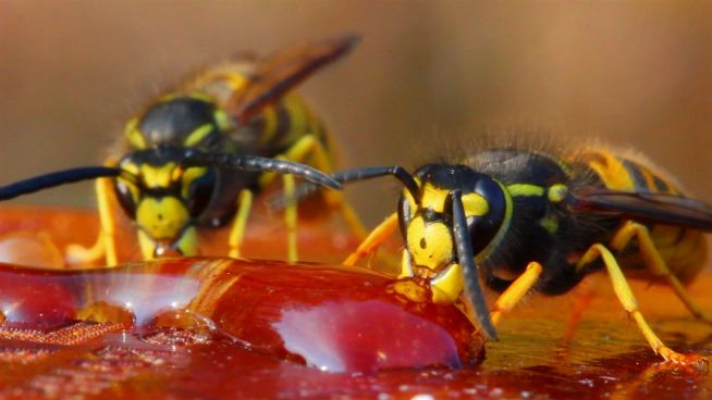 Allergieschock: So schützt man sich vor Wespenstichen