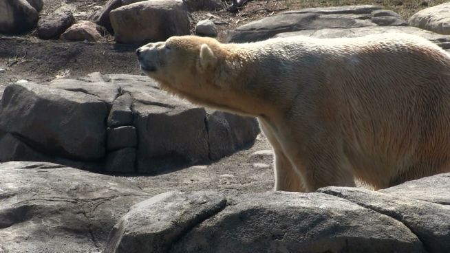 Was man über Eisbären wissen sollte