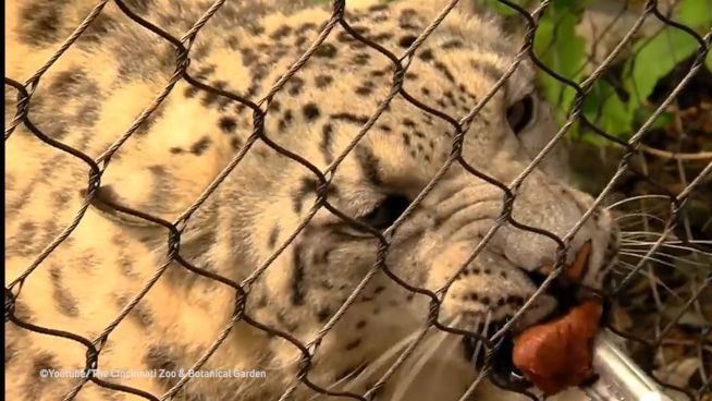 Fütterung mit Hintergedanken: Leopardendame beim Gynäkologen