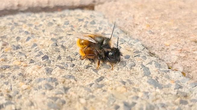 Insektensterben adé: So einfach wird man Bienenfreund