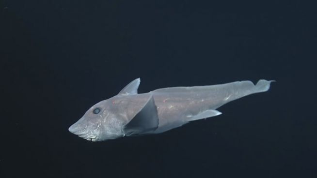 Geisterhai: Gefährdeter Tiefseefisch zum 1. Mal gesehen